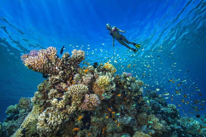1 Hour Private Snorkeling Activity In Montego Bay - From Your Resort to the Beach: Pickup and Getting There Fast