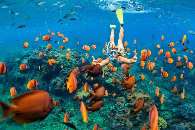 1 Hour Private Snorkeling Activity In Montego Bay - What You’ll See Underwater: Corals, Fish, and Real Expectations