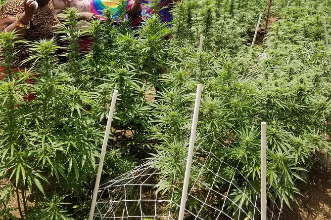 6. Bob Marley 9miles/Dunn's River Private Tour(420 Friendly)final resting place - What to Pack and How to Plan Your Day