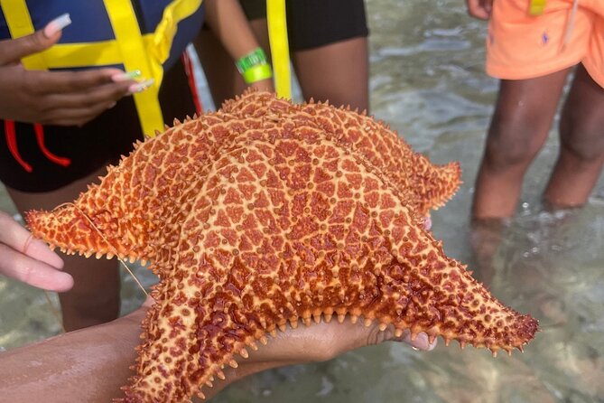 Adventurous-Snorkeling With Sightseeing of Montego Bay - Food and drinks: jerk chicken or jerk pork, plus what you should plan