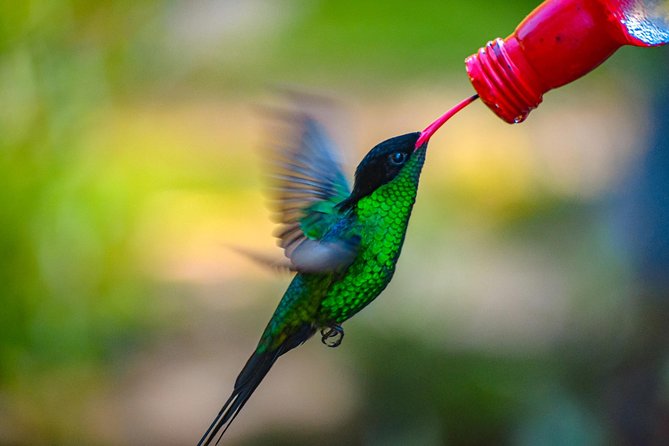 Ahhh Ras Natango Gallery and Garden Private Transfer - Time Breakdown: How to Plan for 3 to 4 Hours Total