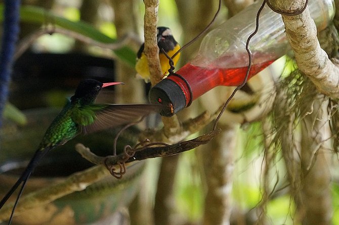 Ahhh Ras Natango Gallery and Garden Private Transfer - Price and Value: What $97.44 Buys You Here