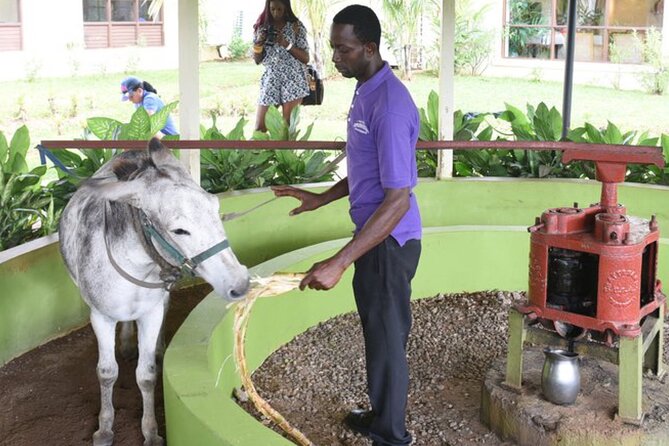 Appleton Estate Rum Factory And YS Falls Inclusive Tours From Montego Bay - A smooth plan from Montego Bay to YS Falls and Appleton