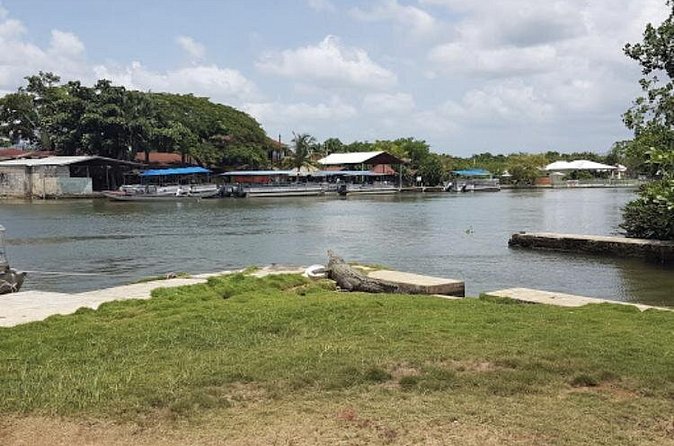 Appleton Estate Rum, YS Falls, Black River Safari / Floyd's Pelican Bar Tour - J. Charles Swaby’s Black River Safari: wildlife cruising on Jamaica’s longest navigable river