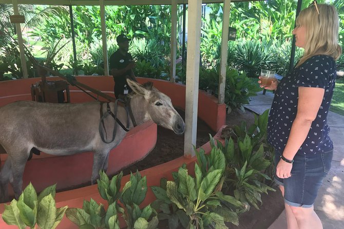 Appleton Rum Factory, Ys Falls, Black River Safari, Floyd’s Pelican Bar - Pickup and the long-car day reality (how to enjoy it anyway)