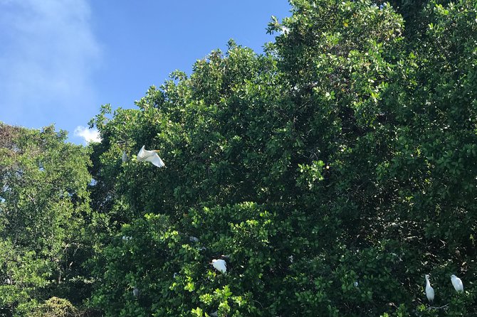 Appleton Rum Factory, Ys Falls, Black River Safari, Floyd’s Pelican Bar - Black River Safari cruise: long river views and wildlife focus