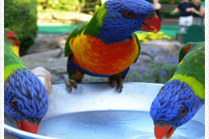 Bird Sanctuary and animal farm Day Tour - Why this Montego Bay bird and farm outing works in 3 hours