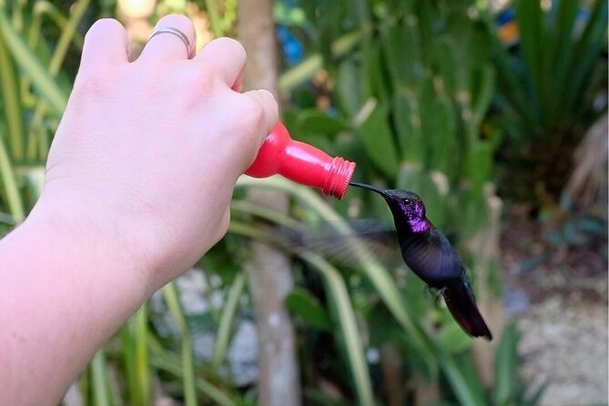 Bird Sanctuary and/or Lethe Bamboo Rafting from Montego Bay - What’s included (and what you’ll add on)
