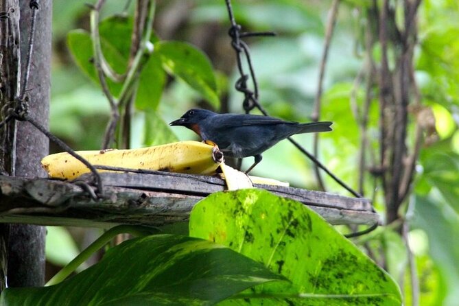 Bird Sanctuary and/or Lethe Bamboo Rafting from Montego Bay - Practical tips I’d follow before you go