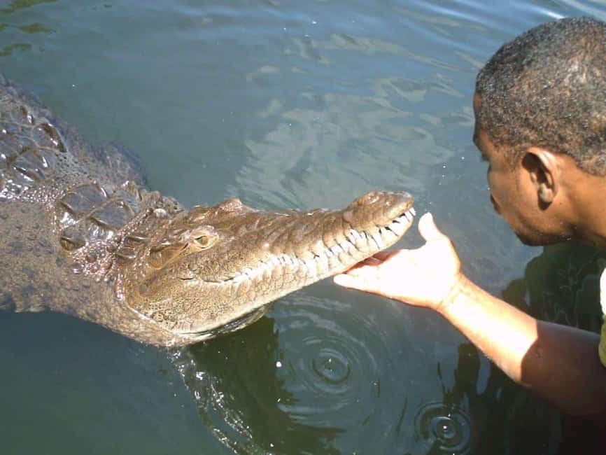 Black River Safari and Ys Falls Tour and Transportation - A South Coast Day Built Around Crocodiles and Cascades