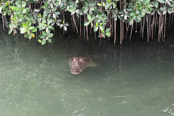 Black River Safari, YS Falls and Appleton Estate - A half-day to full-day rhythm from Negril