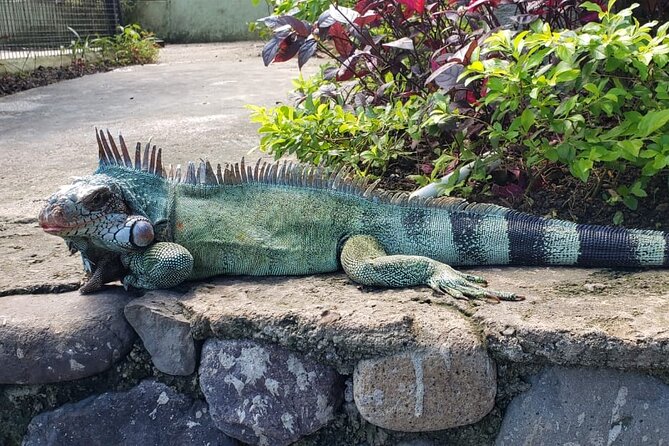 Blue Hole & Konoko Falls Park Combo Tour from Montego Bay - Konoko Falls Park: waterfalls plus wildlife viewing