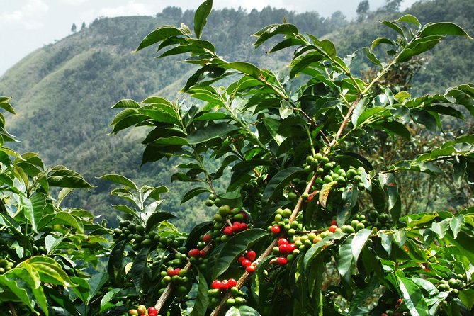 Blue Mountain Coffee and Sightseeing Tour - Key things to know before you go