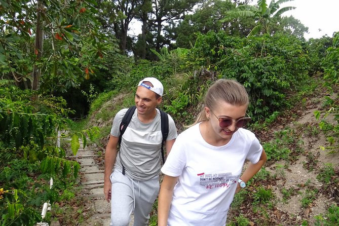 Blue Mountain Coffee and Sightseeing Tour - Lunch and local treats: ital stew and why the timing matters