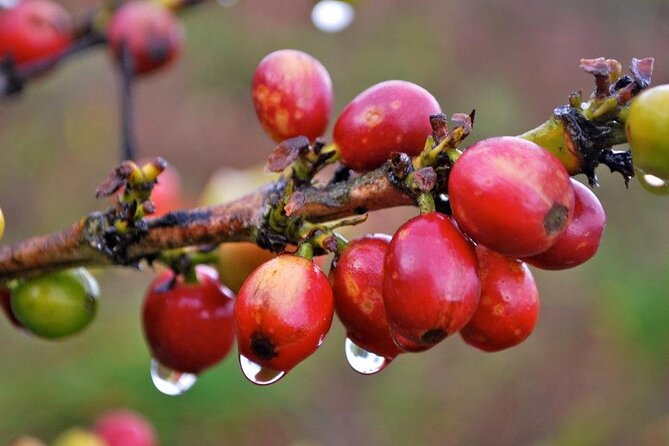 Blue Mountain Coffee, Bob Marley and Art Tour from Montego Bay - The one thing to double-check before you commit