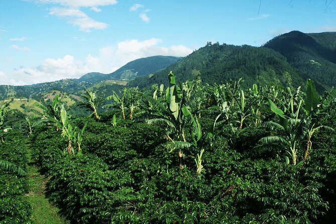 Blue Mountain Coffee, Bob Marley and Art Tour from Montego Bay - Spanish Town Emancipation Square, then Devon House for lunch options