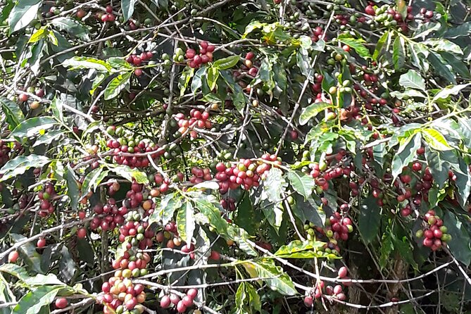 Blue Mountain Tour with Hotel Transportation - A coffee farm stop that feels like rural Jamaica, not a souvenir loop