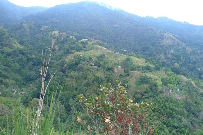Blue Mountains Coffee Private Tour from Kingston - The rest of the day: plan your Kingston follow-up