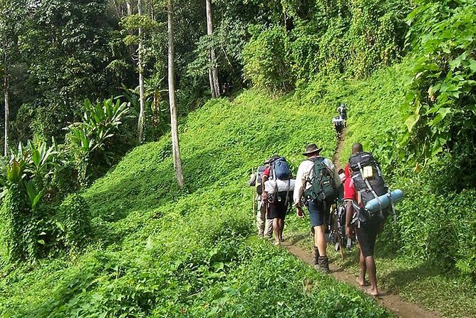 Bush Hiking to explore Wild Plants & Fresh Fruits,Montego Bay - Key Highlights You Shouldn’t Miss