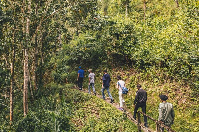 Bush Hiking to explore Wild Plants & Fresh Fruits,Montego Bay - Bush Hiking in Lethe Village: A Montego Bay Adventure That Feels Local
