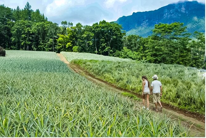 Bush Hiking to explore Wild Plants & Fresh Fruits,Montego Bay - The Waterfall and Natural Spring Stop: Where the Tour Breathes