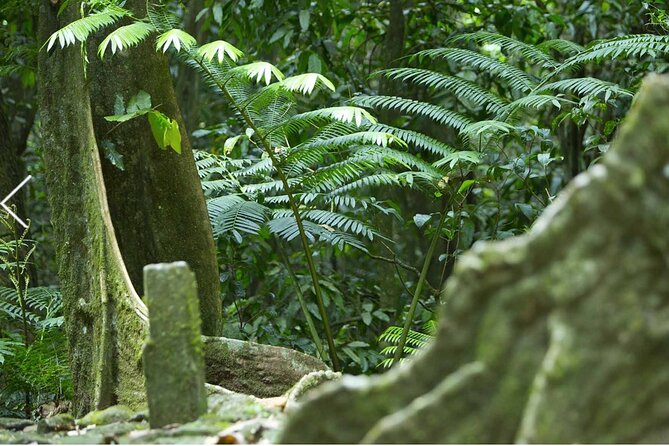Bush Hiking to explore Wild Plants & Fresh Fruits,Montego Bay - Logistics That Matter in Montego Bay (And How to Prepare)