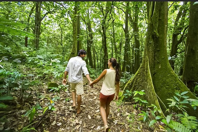 Bush Hiking to explore Wild Plants & Fresh Fruits,Montego Bay - Who This Bush Hike Suits Best