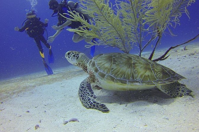 Certified 2-Tank Scuba Diving Tour from Montego Bay - Where This 2-Tank Scuba Tour Starts (And Why It Matters)