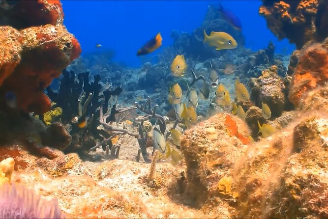 Customize Snorkeling with Option shopping Lunch & Stop local food - A Montego Bay Snorkel Day That Stays Focused on the Water