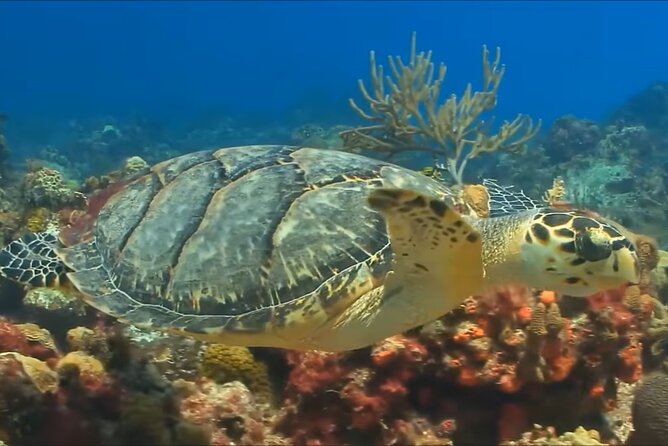 Customize Snorkeling with Option shopping Lunch & Stop local food - The Boat Ride Close to the Reef, with Help You Can Count On