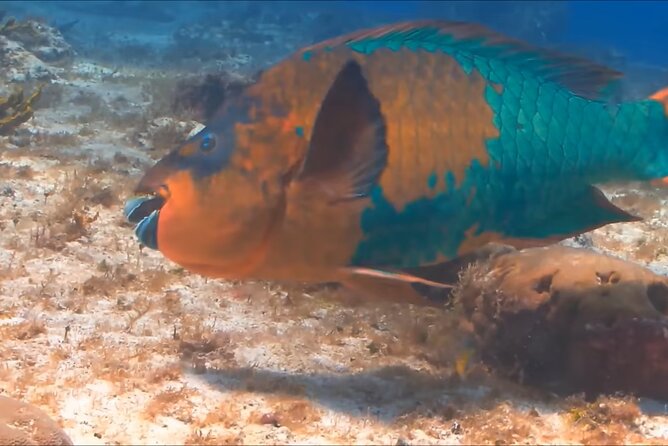 Customize Snorkeling with Option shopping Lunch & Stop local food - Snorkeling Made Simple, Quiet, and Actually Relaxing