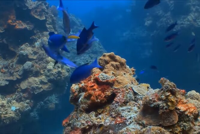 Customize Snorkeling with Option shopping Lunch & Stop local food - Custom Options for Shopping and a Local Food Stop