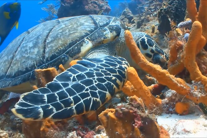 Customize Snorkeling with Option shopping Lunch & Stop local food - Who This Tour Fits Best in Montego Bay