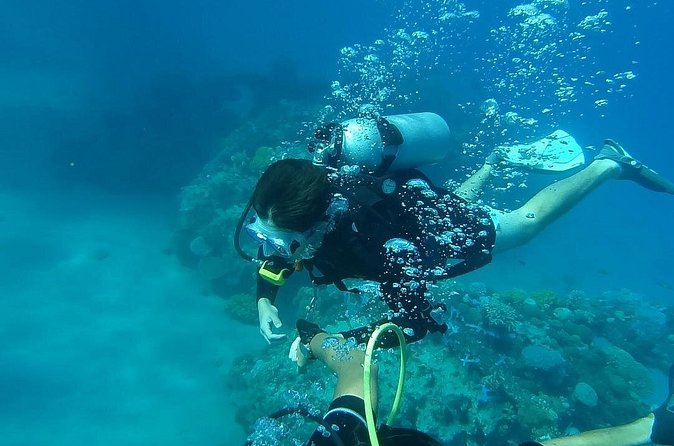 Discover Scuba Diving From Ocho Rios - What You’ll See Underwater: Marine Life Encounters Close And Personal