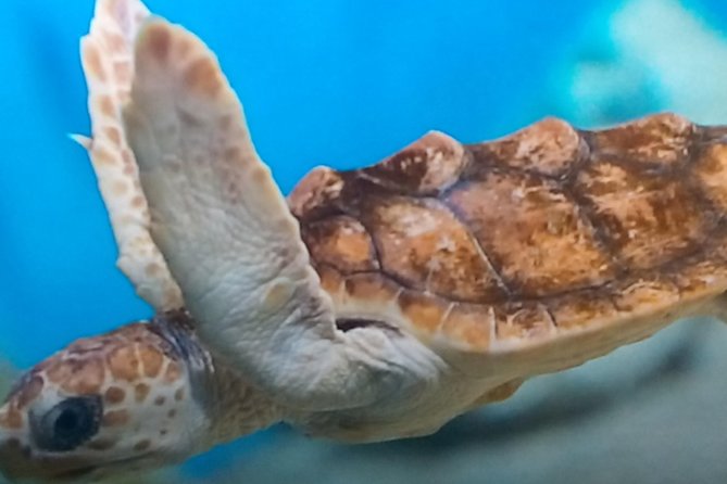 Discover Scuba Diving in Montego Bay - What you’re really signing up for in Montego Bay