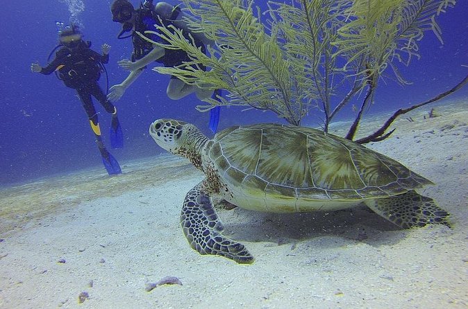 Discover Scuba Diving in Montego Bay - Gear fitting and safety orientation: how you’ll feel prepared