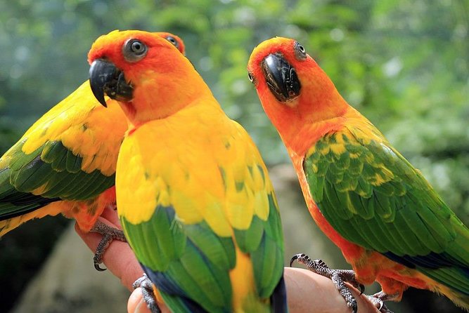Eco Explorers Waterfall, Rainforest, local Shopping with lunch - Key highlights before you go
