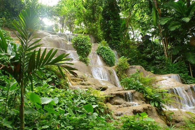 Eco Explorers Waterfall, Rainforest, local Shopping with lunch - The rainforest walk at Fern Gully: botany, wildlife-style viewing, and a calmer pace