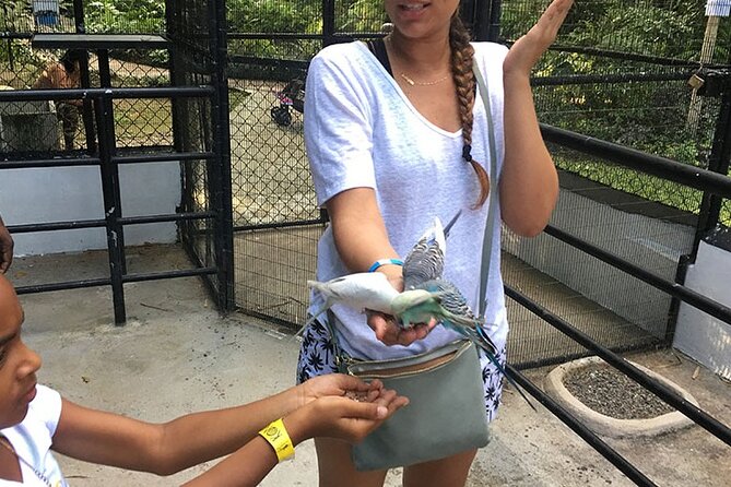 Eco Explorers Waterfall, Rainforest, local Shopping with lunch - Courtney Taylor Private Tours office stop and Juici Patties bite