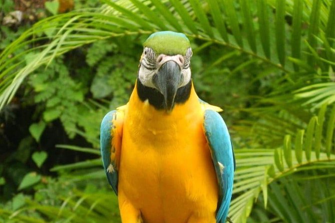 Eco Explorers Waterfall, Rainforest, local Shopping with lunch - Stop 1: Konoko Falls Park, photos, and a guide who tells the story