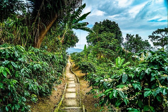 Exotic Blue Mountain Coffee Tour - The working-farm hike and hilltop gazebo moment