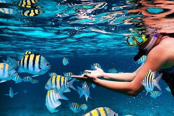Family Fun-Snorkeling with Lunch Stop from Montego Bay - Key highlights you will care about