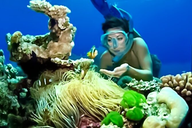 Family Fun-Snorkeling with Lunch Stop from Montego Bay - Weather and timing: the day follows the sea