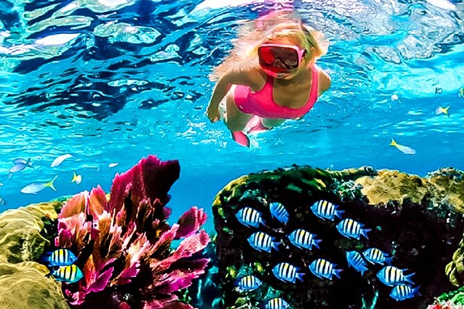 Family Fun-Snorkeling with Lunch Stop from Montego Bay - The one-hour snorkeling session, and what to do with it