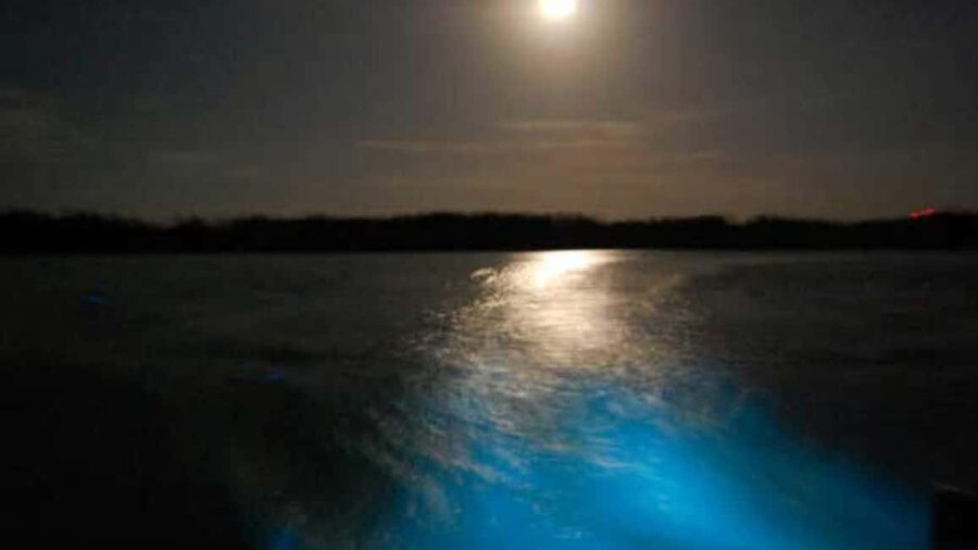 From Montego Bay: Luminous Lagoon Nighttime Boat Tour - Key Highlights Worth Building Your Night Around