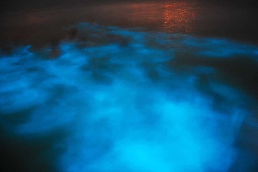 From Montego Bay: Luminous Lagoon Nighttime Boat Tour - Why This Luminous Lagoon Tour Feels Different Than Other Jamaica Night Tours