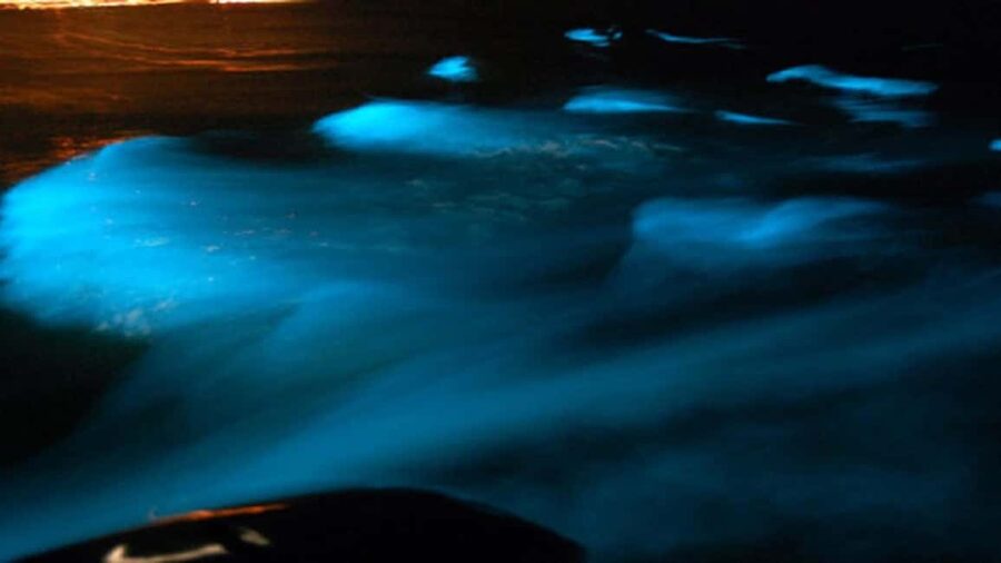 From Montego Bay: Luminous Lagoon Nighttime Boat Tour - Falmouth Stop: Where You Learn the Rhythm Before the Main Glow