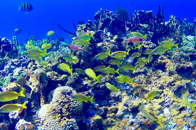 Glass Bottom Boat Ride/Snorkeling/Booby Cay Island from Negril - What This 9:00 am Negril Boat Day Feels Like