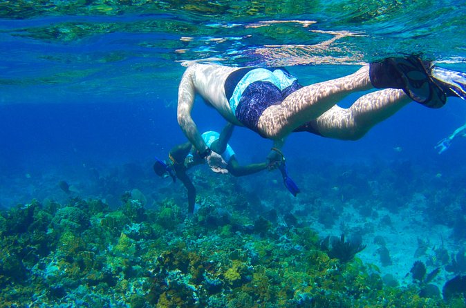 Glass Bottom Boat Ride/Snorkeling/Booby Cay Island from Negril - The Snorkeling Portion: 1 Hour Reef Time With Real Guidance