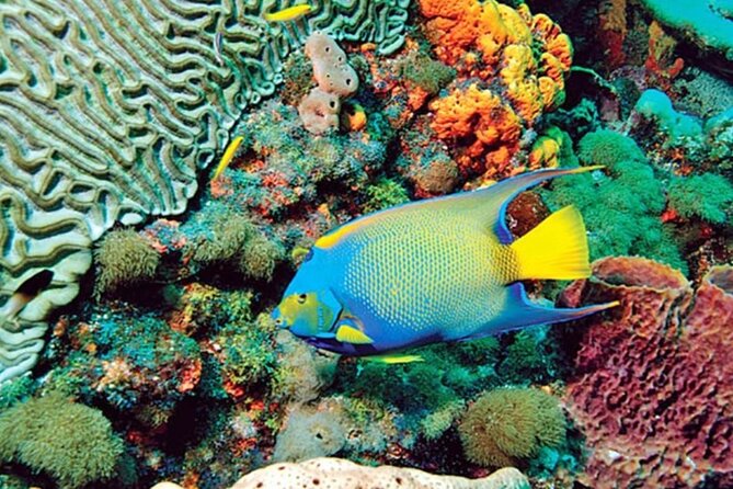 Glass Bottom Boat Water Activity in Montego Bay Jamaica - Who This Fits Best (and When It Might Not)